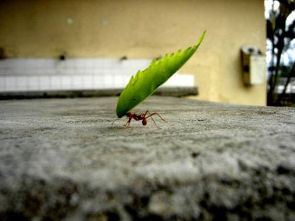 mrav-nosi-teret